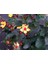 Siyah Kantaron Çalısı 10 Adet - Hypericum Inodorum Magical Black 1