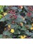 Siyah Kantaron Çalısı 10 Adet - Hypericum Inodorum Magical Black 2