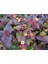 Siyah Kantaron Çalısı 10 Adet - Hypericum Inodorum Magical Black 3