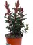 Siyah Kantaron Çalısı 10 Adet - Hypericum Inodorum Magical Black 4
