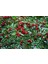 Cotoneaster Salicifolius - Herdem Yeşil Dağ Muşmulası 1