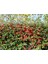 Cotoneaster Salicifolius - Herdem Yeşil Dağ Muşmulası 3