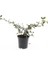 Cotoneaster Salicifolius - Herdem Yeşil Dağ Muşmulası 4
