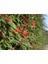 Cotoneaster Salicifolius 3 Adet - Herdem Yeşil Dağ Muşmulası 2