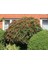 Cotoneaster Salicifolius 3 Adet - Herdem Yeşil Dağ Muşmulası 5