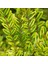 Hanımeli Çit Bitkisi 5 Adet 'lonicera Lemon Beauty' 2