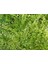 Hanımeli Çit Bitkisi 5 Adet 'lonicera Lemon Beauty' 3