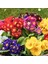 Tohumevi Çuha Çiçeği Tohumu - Primula Acaulis Mix (20 Tohum) 3