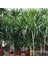 Dracaena Marginata Çiçeği 4 Gövdeli 150-160 cm 1