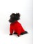 Red Limited Basic Kazak 2