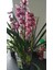 Cymbidium Orkide Pembe Renk 1