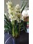 cymbidium orkide sarı renkli 1
