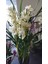 cymbidium orkide sarı renkli 2