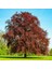 Kırmızı Kayın Fidanı 3 Adet - Fagus Sylvatica Atropurpurea 1