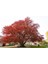 Kırmızı Kayın Fidanı 3 Adet - Fagus Sylvatica Atropurpurea 2