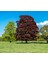 Kırmızı Kayın Fidanı 3 Adet - Fagus Sylvatica Atropurpurea 3