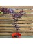 Kırmızı Kayın Fidanı 3 Adet - Fagus Sylvatica Atropurpurea 4
