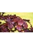 Kırmızı Kayın Fidanı 3 Adet - Fagus Sylvatica Atropurpurea 5