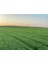 Italyan Süt Otu Ithal Ryegrass 5 kg (25 kg Lık Ambalajından Bölünerek Gönderilir) 1