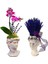 Helen Saksıda Lavanta ve David Saksıda Mini Orkide Phalaenopsis Ev Dekorasyonu Canlı Çiçek 1