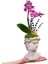 Helen Saksıda Lavanta ve David Saksıda Mini Orkide Phalaenopsis Ev Dekorasyonu Canlı Çiçek 2