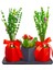 Kırmızı Siyah Beton Set Saksıda Yeşil Lavanta ve Kalanchoe Cicek Yılbaşı Süsü Sus Esyalari 15-20 cm 2