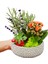 Minimalist Design Serisi Mini Garden & Midi Papatya Saksıda Kalanchoe Lavanta Sukulent Canlı Çiçek 2