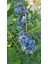 Yaban Mersini Fidan + Toprak (25LT)+ Saksı (25LT) 4