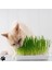 %100 Doğal Kedi Çimi 100GR (Tüy Yumağı Önleyici) sadece tohumdur 1