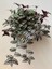 Tradescantia Zebrina (Telgraf) Çiçeği 5