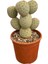 Tephrocactus Geometricus (Kaktüs) 1