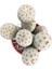 Tephrocactus Geometricus (Kaktüs) 2