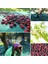 Dut Toplama Filesi – Yüzde 75 Lik – Yeşil – Düz - 1.5 Metre x 30 Metre 1