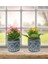 2'li Kalanchoe Antrasit Dekoratif Beton Saksıda Pencere Önü Çiçeği& Canli Cicek & 15-20 cm 1