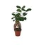 Ficus Microcarpa 'Ginseng Bonsai' 1