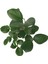 Ficus Microcarpa 'Ginseng Bonsai' 2