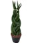 Sansevieria Gevlochten (Paşa Kılıcı) 1