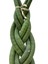 Sansevieria Gevlochten (Paşa Kılıcı) 2