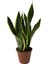 Sansevieria Trifasciata (Paşa Kılıcı) 1