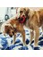 Ring Köpek Isırma Oyuncağı L 3