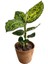 Dieffenbachia Reflector (Difenbahya) 1
