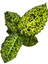 Dieffenbachia Reflector (Difenbahya) 2