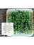 Mikro Filiz Yetiştirme Kiti - 2'li Salad Mix - Brokoli, Kale, Kohlrabi, Roka, Kırmızı Lahana 2