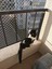 Kedi Filesi, hayvan koruma filesi (2.5metre*8metre) 2