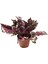 Begonia Rex 'Spitfire' (Begonya) 1