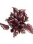 Begonia Rex 'Spitfire' (Begonya) 2