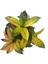 Codiaeum Variegatum 'Mrs Iceton' (Kraton Çiçeği) 2