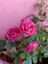 Videolu Yediveren Eflatun Gül Fidanı (10-15 cm) Saksılı Aşılı Gül Lilac Rose 1