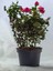 Videolu Yediveren Eflatun Gül Fidanı (10-15 cm) Saksılı Aşılı Gül Lilac Rose 3