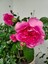 Videolu Yediveren Pembe (10-15 cm) Saksılı Aşılı Gül Pink Rose 1